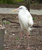 Great Blue-Heron (white morph)
